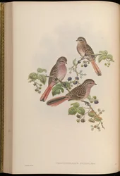 Urocynchramus pylzowi